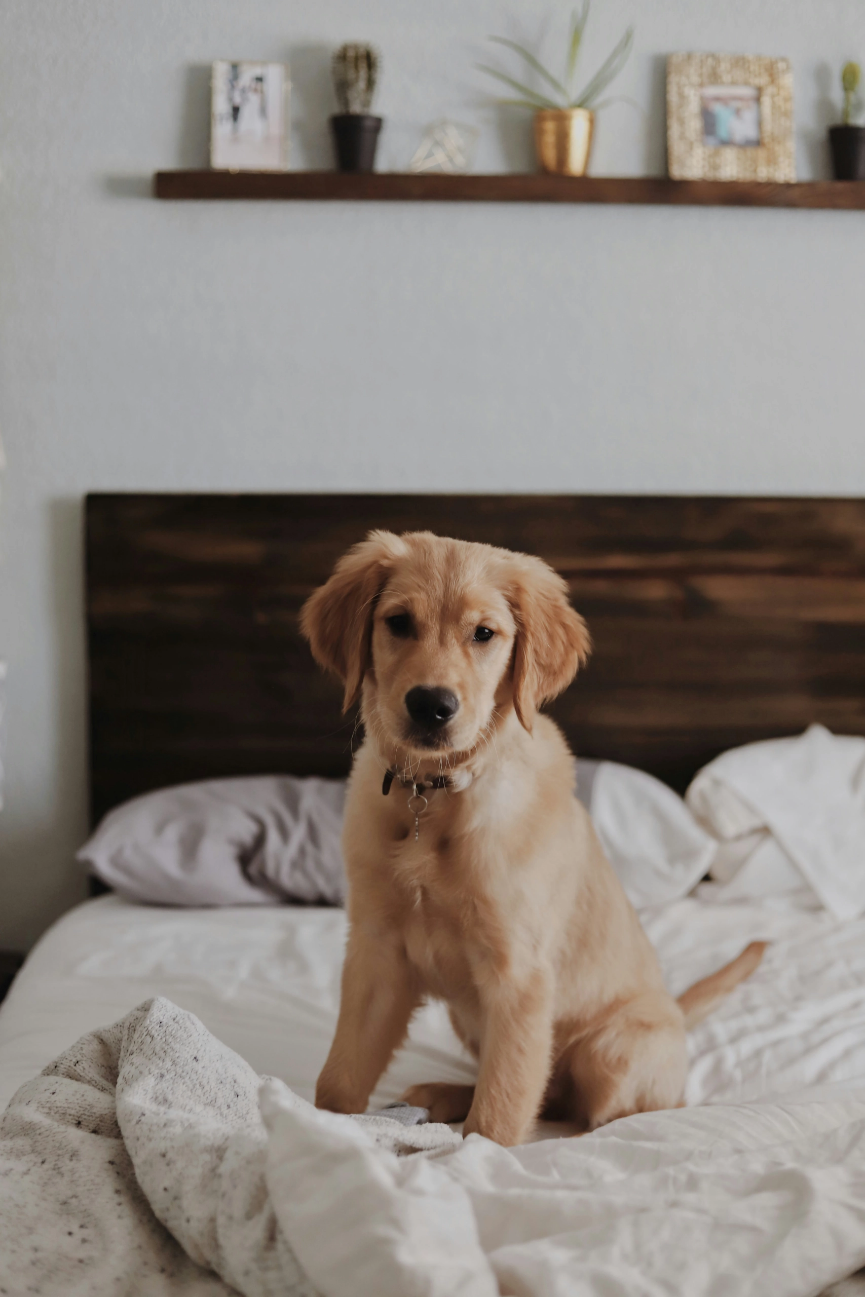 Renting with Pets: How to Find Pet-Friendly Affordable Housing