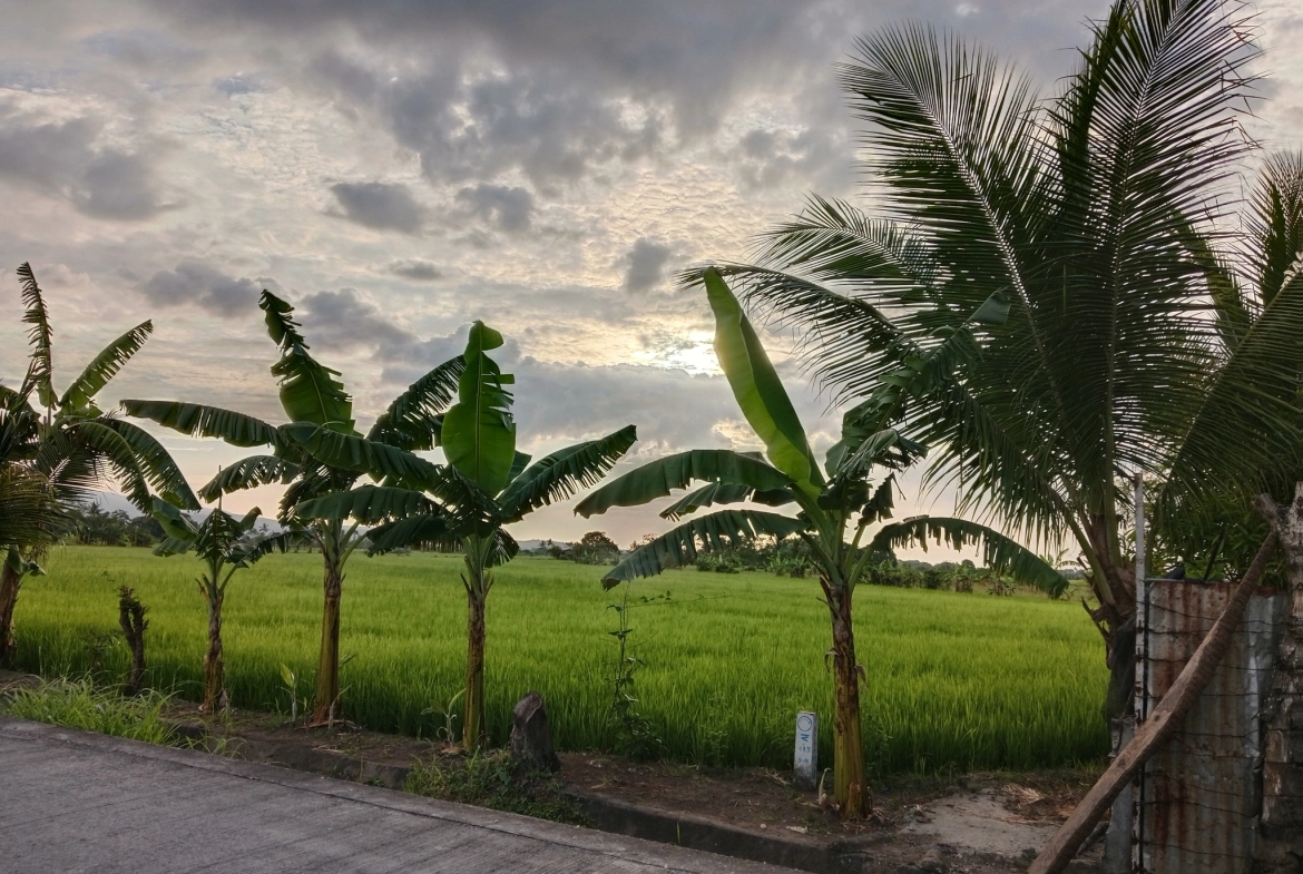 Spacious agricultural land for sale in Cavite, Residential farm lot for sale Cavite, farmland for sale Naic