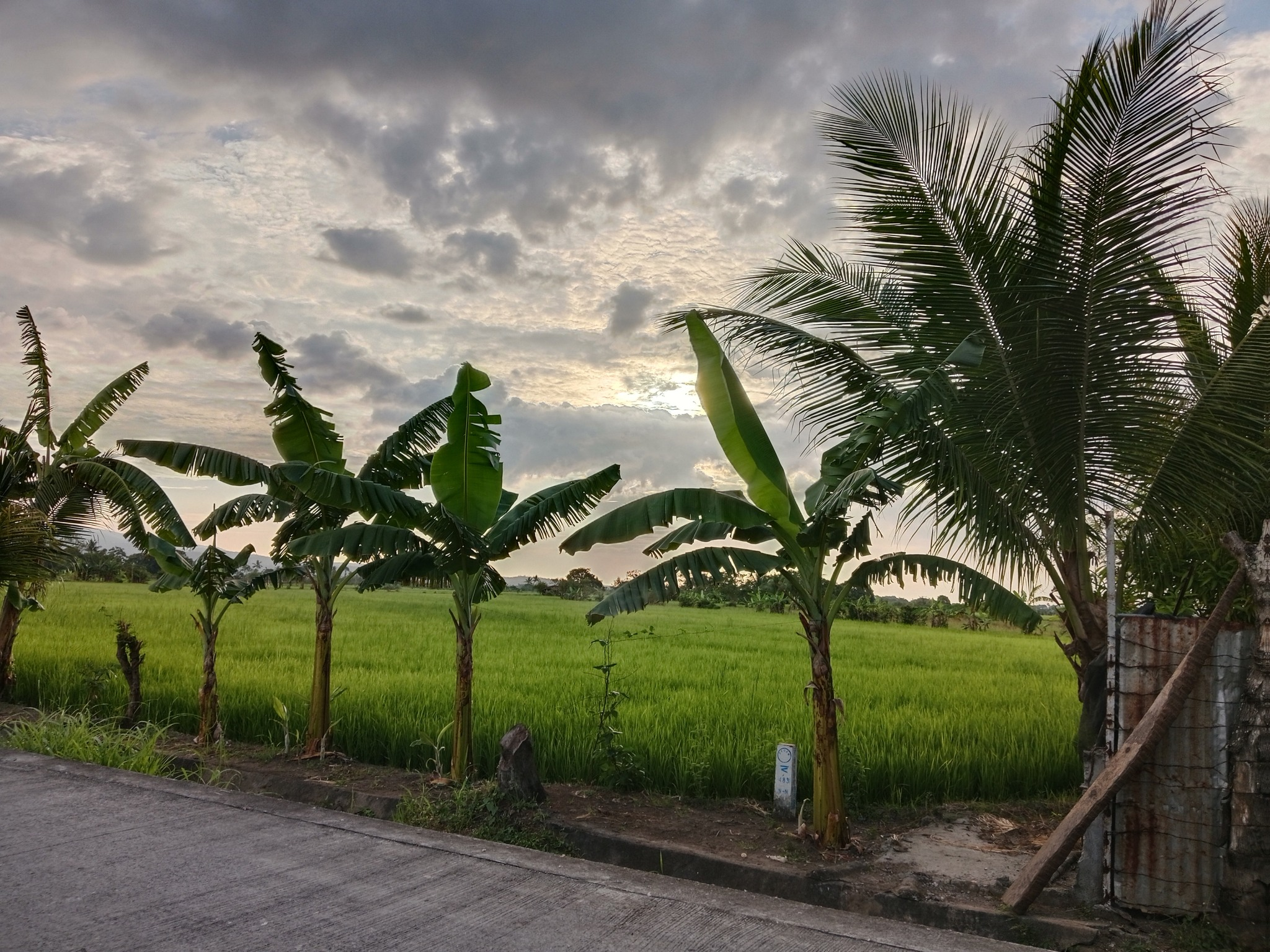 Spacious agricultural land for sale in Cavite, Residential farm lot for sale Cavite, farmland for sale Naic